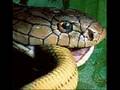 7 Live Cobras - Shark Fight