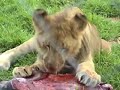The Lion Park The Lion Park