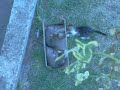 YouTubeサムネイル[D_FAaMWHqS0] - 1枚目