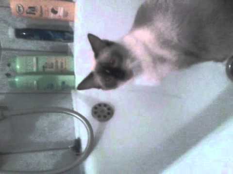 Ragdoll cats drink water in the bathtub - cattery Lambrusca,SK