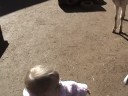 Keely at Zoo Atlanta 1