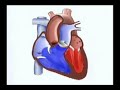 Ciclo Cardiaco