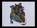 Ciclo Cardiaco