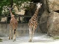 philadelphia-zoo-giraffes.html