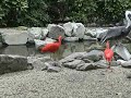 Eudocimus ruber???????????????????? Eudocimus ruber????????????????????