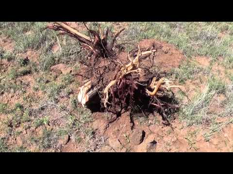 how to fertilize juniper trees