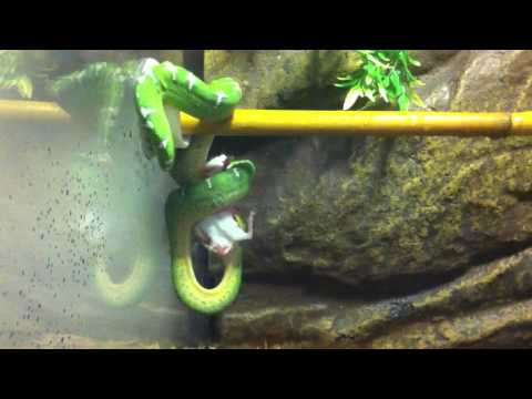 how to care for an emerald tree boa