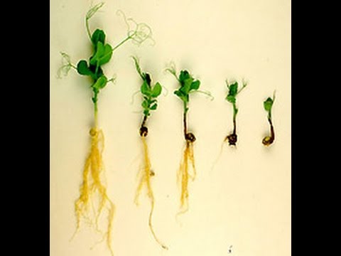 how to replant peas