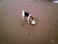 Hartley Pellipar Crosby Beach