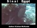 sinai-egypt-travel-selmckenzie-selzermckenzie.html