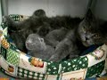 Gatinhos British Shorthair