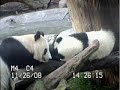 precious moments with bai yun
and zhen zhen from san diego zoo