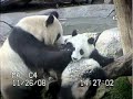 precious moments with bai yun
and zhen zhen from san diego zoo