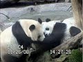 precious moments with bai yun
and zhen zhen from san diego zoo