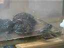 THe bullfrog eats cricket