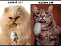 cat scratch fever cat scratch fever