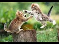 cat scratch fever