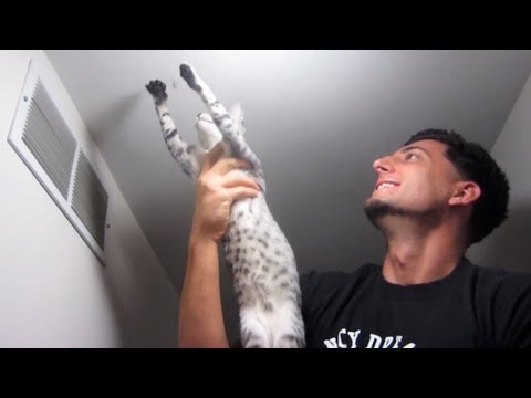Play kitty
