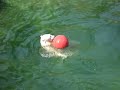 Polar Bear Playing With Ball 2 Polar Bear Playing With Ball 2