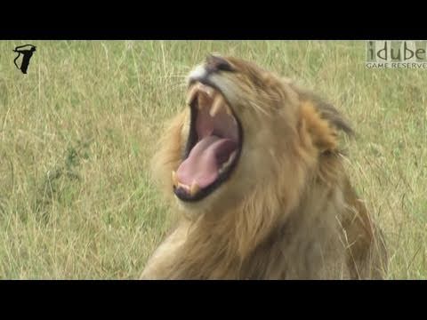 LION YAWN