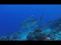 MAUI REEF ULUA