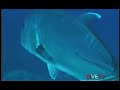 MAUI REEF ULUA