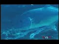 MAUI REEF ULUA