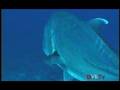 MAUI REEF ULUA