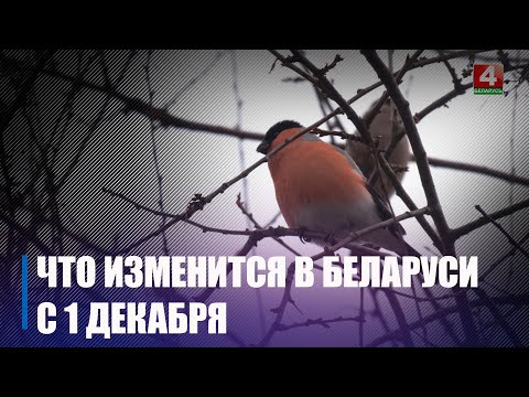 Узнали, что изменилось с 1 декабря в Беларуси видео