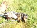 Doxies roll in the grass