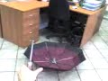 umbrella