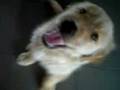 videos de Roman
