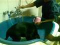 videos de doller black lab