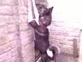 Akita Inu video