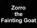 Watch Zorro the Fainting Goat Go RIGHT OVER!  BOOM!
