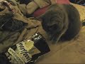 THUMBCAT THUMBCAT