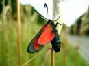 6spotburnet