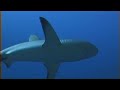 Shark Alarm - Palau