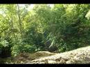 Will in Leckhampton Woods Will in Leckhampton Woods