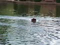 Radio Controlled Ferrari Hydroplane V12!