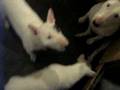 Bull Terrier Miniatura video