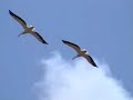 (white pelicans) Pelecanus onocrotalus (white pelicans) Pelecanus onocrotalus
