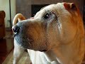 video-essay-why-i-deserve-a-1000-scholarship.html