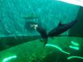 videos de Delfini 2