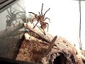 GOLIATH BIRDEATER (REALLY UPCLOSE) GOLIATH BIRDEATER (REALLY UPCLOSE)