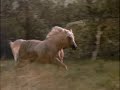 Thowra - son of the wind