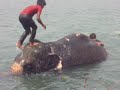 Naughty elephant doesn't listen