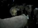 Baaaaaa