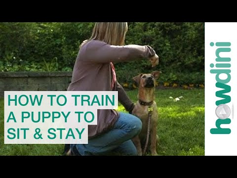 How to Train a Puppy to Sit and Stay – How To Train Your Dog