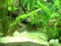 videos de 125 gallon aquarium from the right hand side